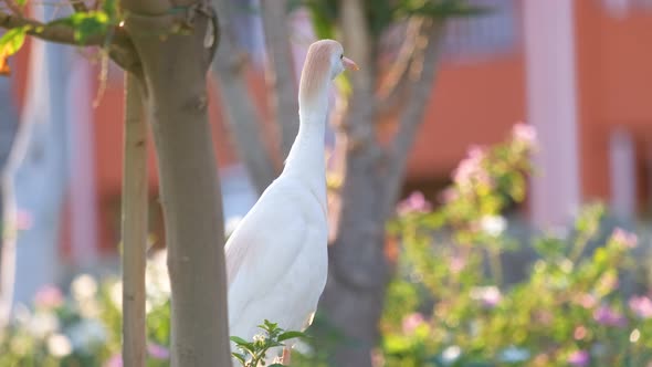 White Cattle Egret Wild Bird Also Known As Bubulcus Ibis Walking on Green Lawn in Summer