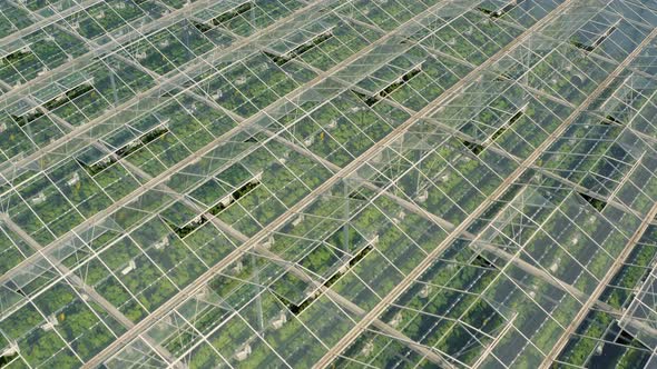 Greenhouses with Vegetables