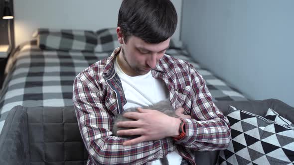 Caucasian Male Holds Small Cute Gray Scottish Straight Kitten in Arms That Falls Asleep at Home on