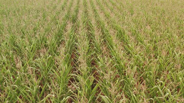 Sundrenched Corn Seedlings