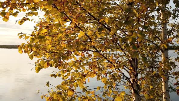 Beautiful Autumn Birch Trees with Backlight at the Lake Coast