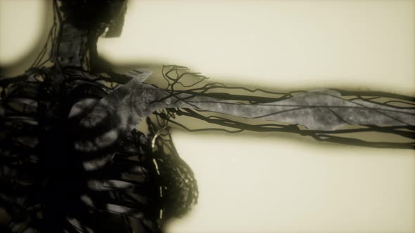 Human Skeleton Bones Scan Glowing alt