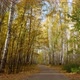 Autumn trees - VideoHive Item for Sale