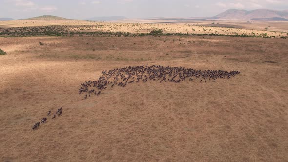 Aerial of wildebeests in Masai Mara