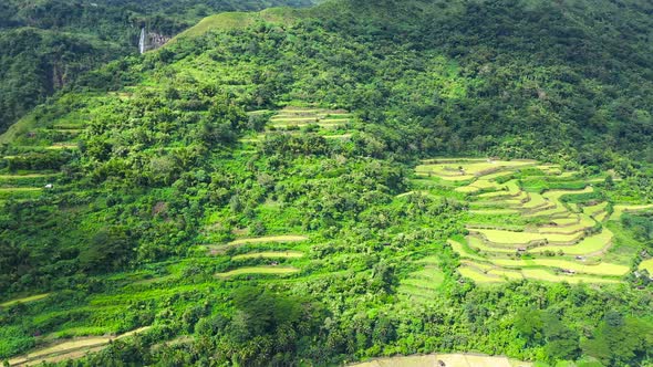 Bright Landscape with Rice Terraces, View From Above