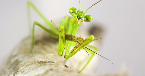 Macro Praying Mantis Eating A Cricket