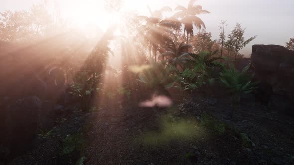 Incredible Tropical Green Forest View with Sun Flare in Morning.