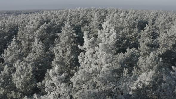 Ungraded Dlog Beautiful Snowy White Forest In Winter Frosty Day