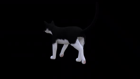 Black and White Cat Fast Walk Back Side View