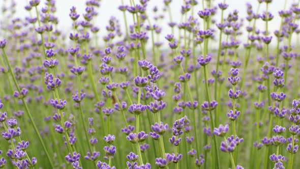 Close-up of beautiful blooming lavender flowers sway in the wind. Blooming purple fragrant lavender