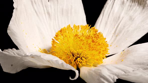 Macro shot of a Matilija Poppy over a black background