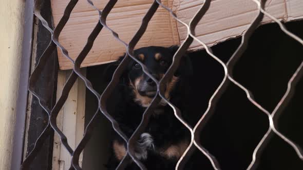 A Stray Dog Staying in an Abandoned House Near the Window with Iron Bars.
