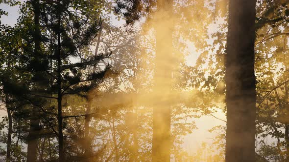 Sunset Light Breaks Through Tree Branches Creating Fog