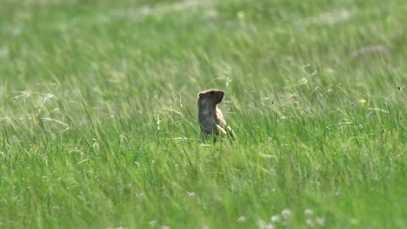 A Real Marmot in a Meadow Covered With Green Fresh Grass