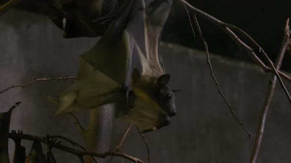 Large fruit bat hanging in a cave