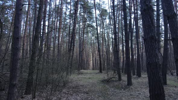 Forest Landscape Aerial View Slow Motion