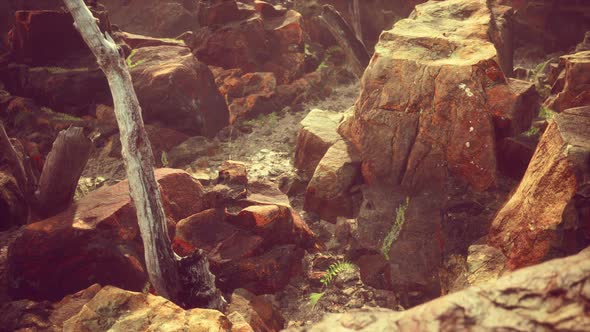 Lava Stone Field with Dead Trees and Plants