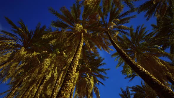 Palms at Blue Sky Background