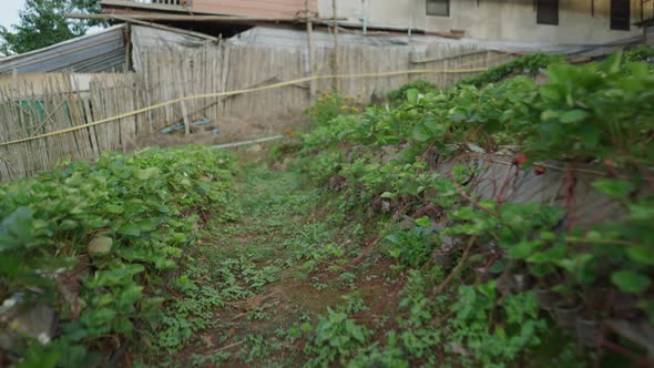 Close Shot of Green Plants at Plantation in Thailand Forward Motion