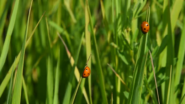 Two lady bugs in green grass in the wind