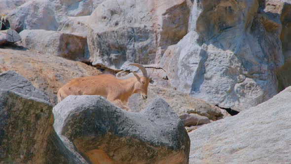 Rocky Mountain Goat Standing on a Cliff