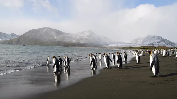 King Penguin on the Beach in South Georgia