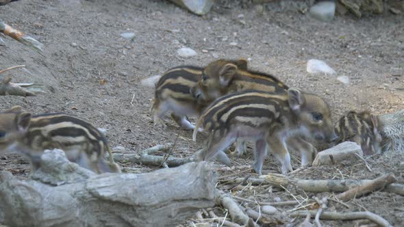 Group of newborn wild boars playing and exploring wild nature with branches