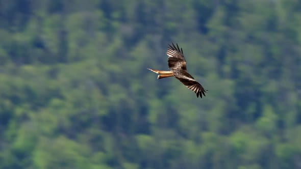 Stunning tracking shot of gliding red kite in front of greened mountains in sunlight