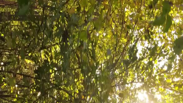 Vertical Video of an Autumn Forest During the Day in Ukraine