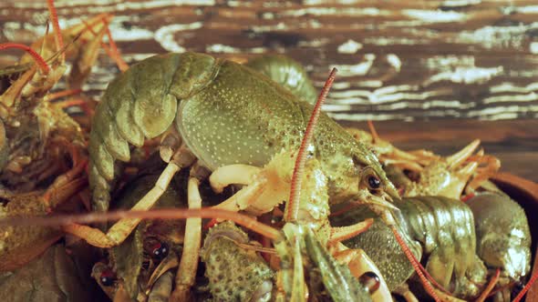 Live Crayfish on a Wooden Table