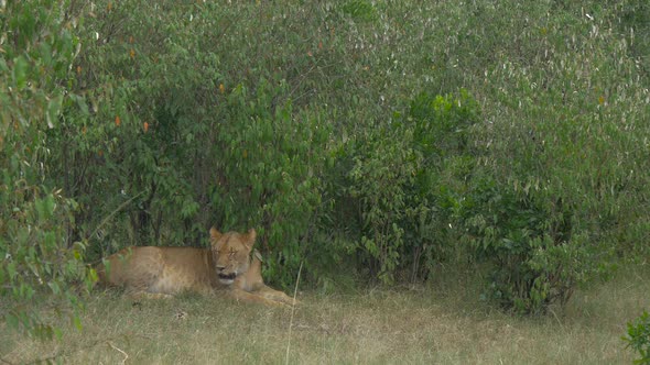 Spotted lioness resting near bushes