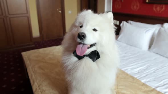 Fluffy White Dog Husky Samoyed with a Bow Tie Around His Neck Sitting on the Bed