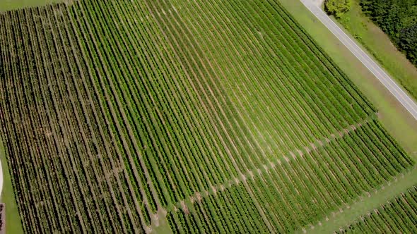 Aerial view of vineyard in Georgia. showing beautiful rows and landscape.