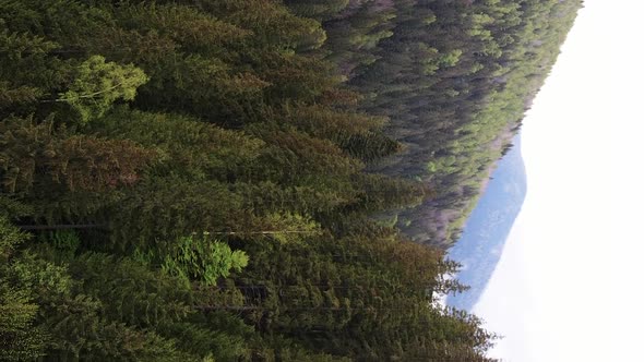 Vertical Video Aerial View of Trees in the Forest