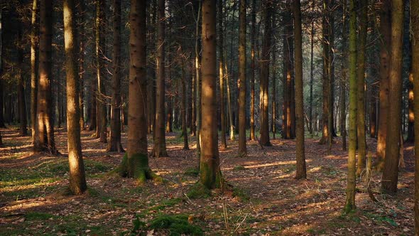 Moving Slowly Through Peaceful Evening Forest