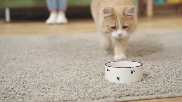 Close Up of Cat Eating From Its Bowl