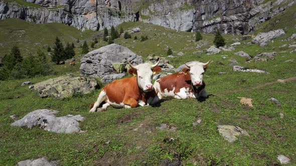 Two cows are ying in the green lush meadow in the swiss alps and chewing grass.