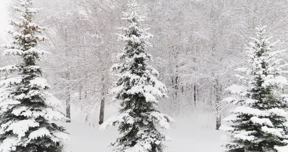 Aerial Video of a Winter Forest