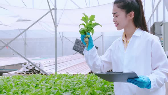 4k slow handheld asian female Hydroculture Specialist Studying Root Structure of Lettuce greenhouse