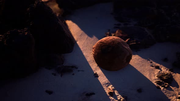 Brown Coconut on the Beach Sand