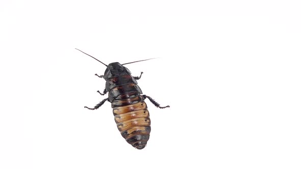 Cockroach Stands in One Place. White Background. Close Up. Slow Motion