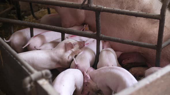 Piglets Drink Milk. Young Pigs in Agricultural Farm