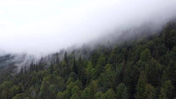 Aerial View Of Virgin Forest In Slatioara, Romania