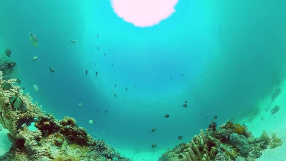 The Underwater World of a Coral Reef. Panglao, Philippines.