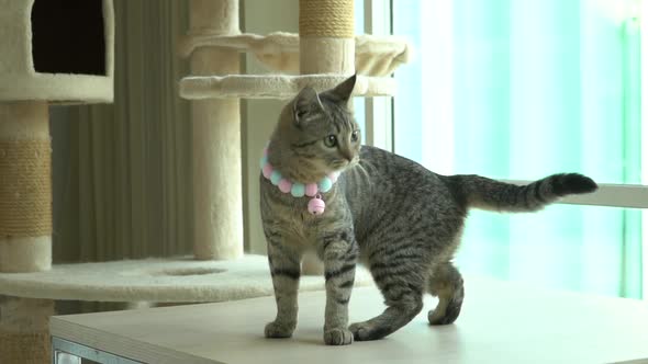 Cute Scottish Kitten Playing Toy On Wood Table