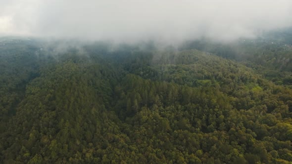 Rainforest in Cloud BaliIndonesia