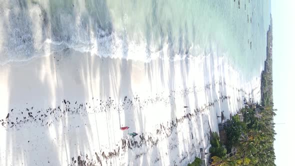 Vertical Video of the Beach on Zanzibar Island Tanzania Aerial View