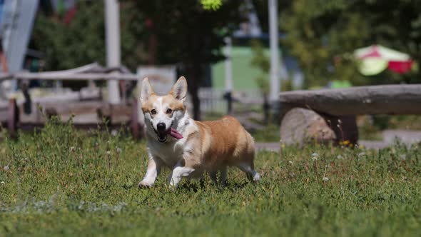 Happy dog runs after ball on the lawn. Corgi in collar with his tongue hanging out runs after a toy