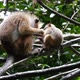 Mother and baby monkey in the forest - VideoHive Item for Sale