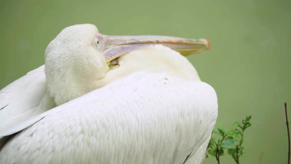 Pelican on the Lake. Close-up.